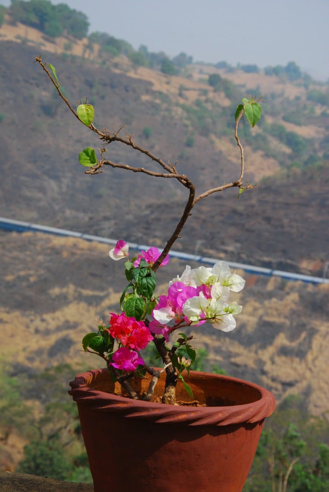 Resort Grounds — Bougainvillea Potted Plant Valley View