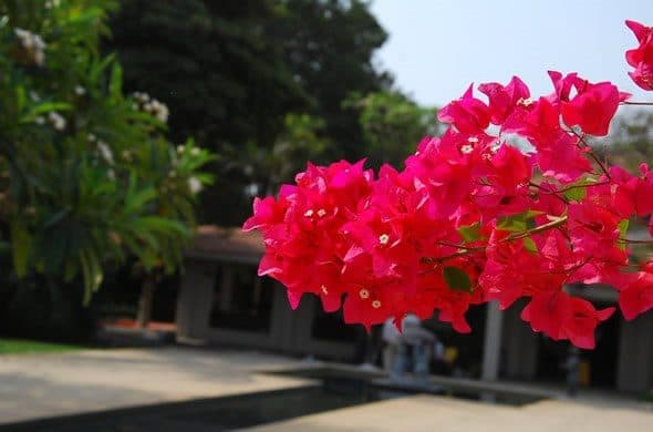 Resort Grounds — Crimson Bougainvillea Garden Cottage