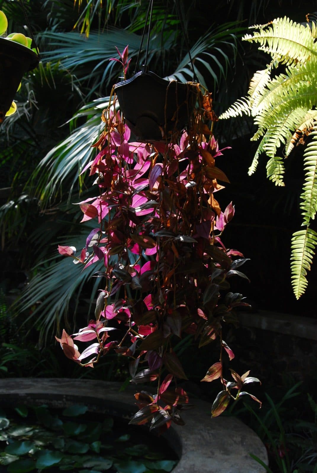Resort Grounds — Hanging Pink Wandering Jew Plant Garden