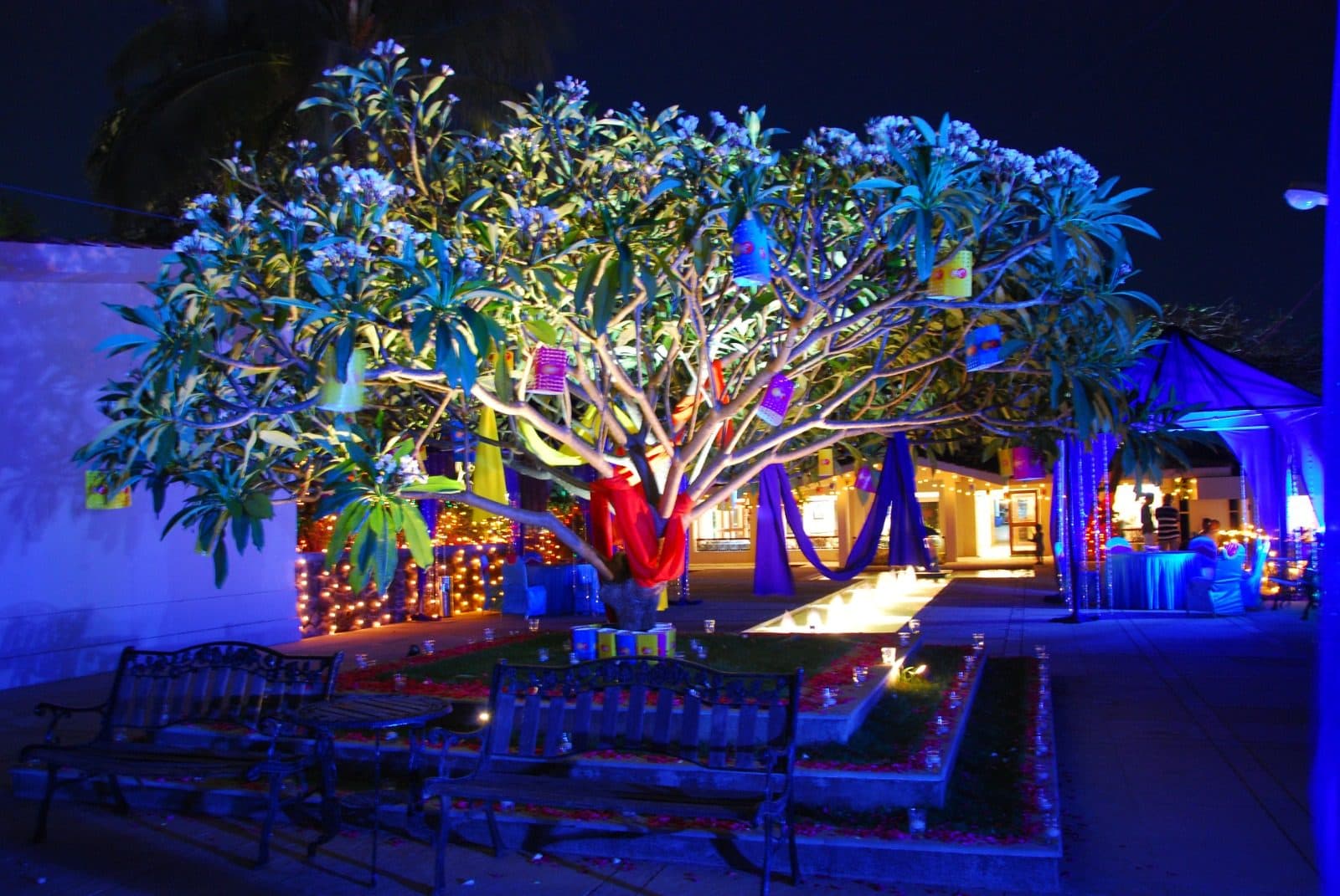 Resort Grounds — Illuminated Frangipani Tree Night Courtyard