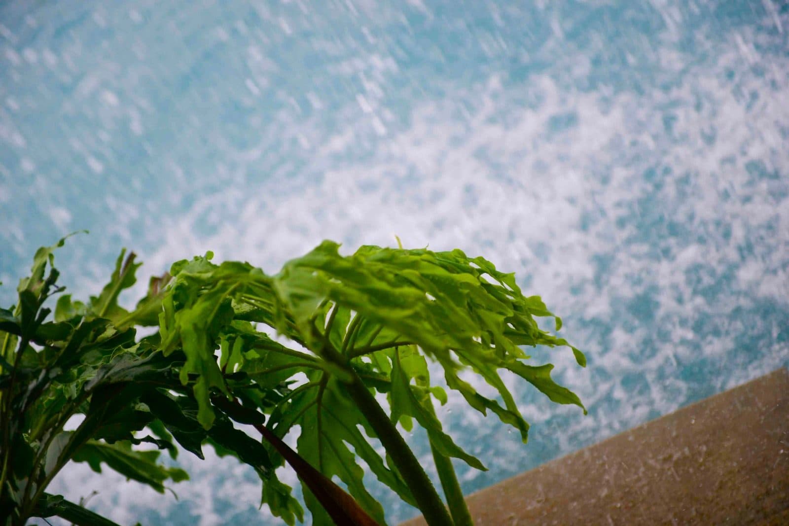 Infinity Pool — Monsoon Rain Over Poolside Foliage