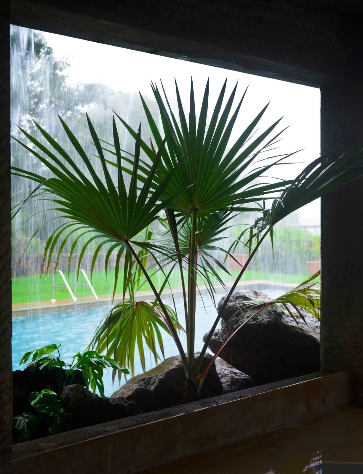 Infinity Pool — Monsoon Rain Poolside Fan Palm Window View
