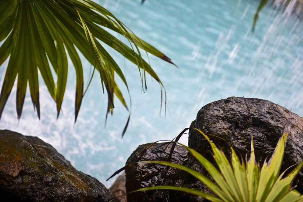 Infinity Pool — Poolside Palm Fronds Rock Waterfall Closeup