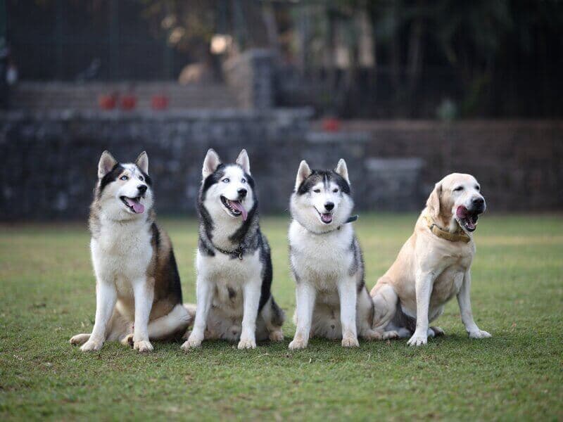 Three huskies and a labrador sitting on grass at a dog park