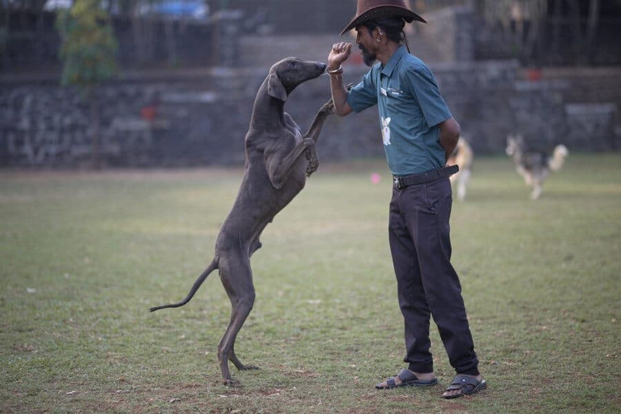 Trainer giving a high-five to a standing sighthound at a dog park