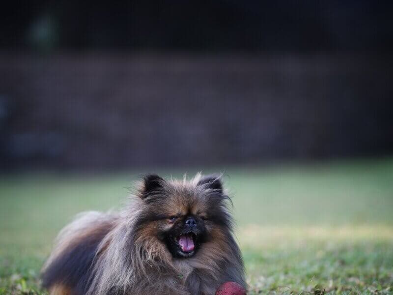 Fluffy pomeranian lying on grass with a red ball