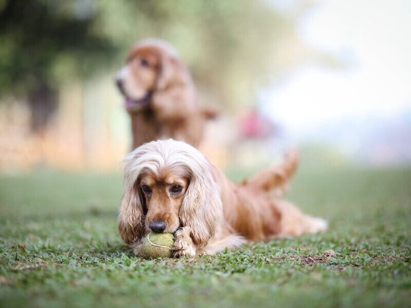 Cocker spaniel chewing a tennis ball on the grass