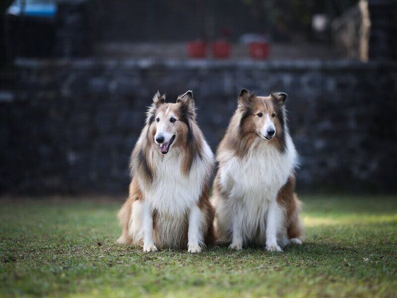 Two rough collies sitting side-by-side on grass