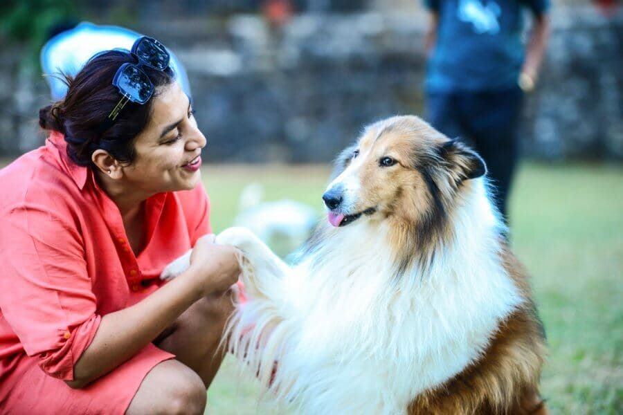 Woman shaking paws with a collie