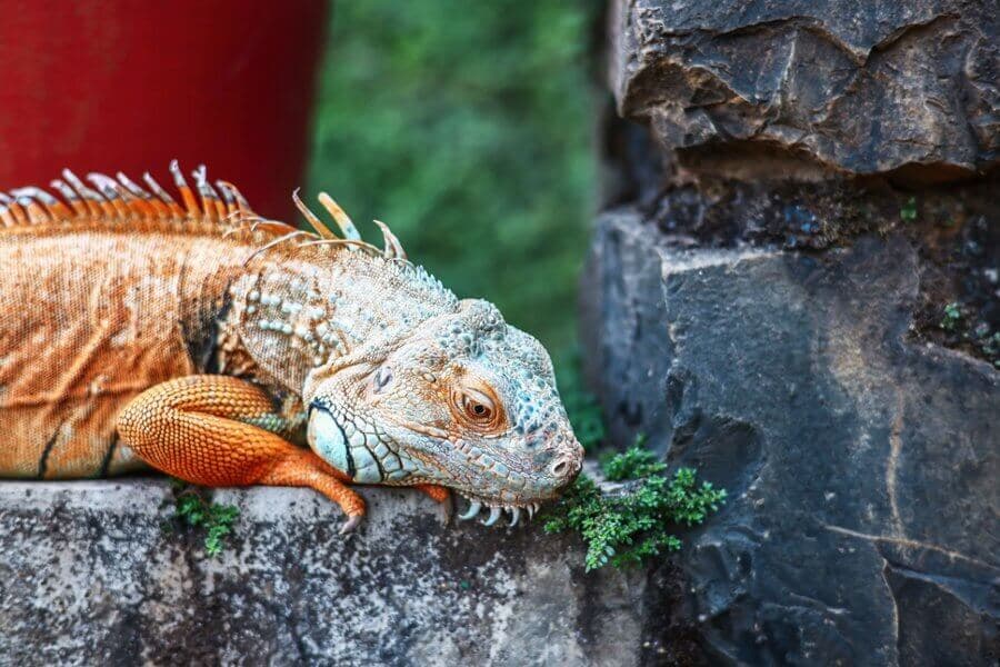 Iguana close-up on rocks