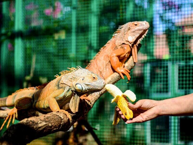 Feeding iguanas a banana